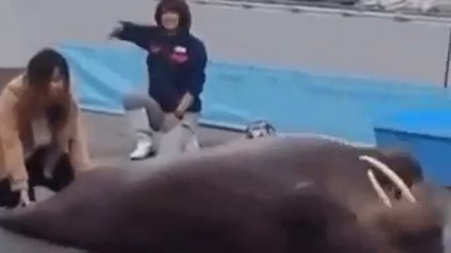 Морж смотреть онлайн