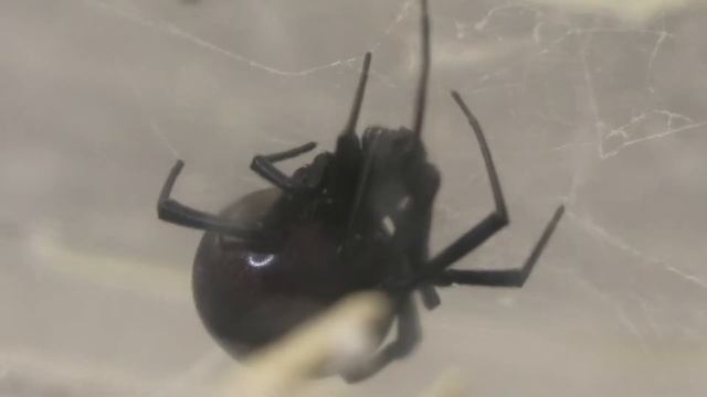 Sexual Dimorphism in Bugs смотреть онлайн