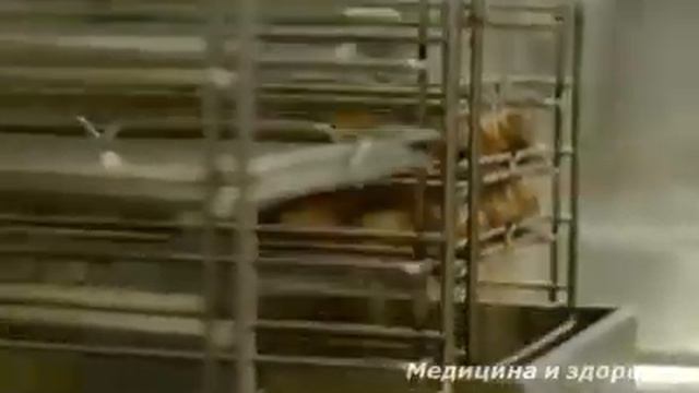 Медицина и здоровье Искусственная еда смотреть онлайн