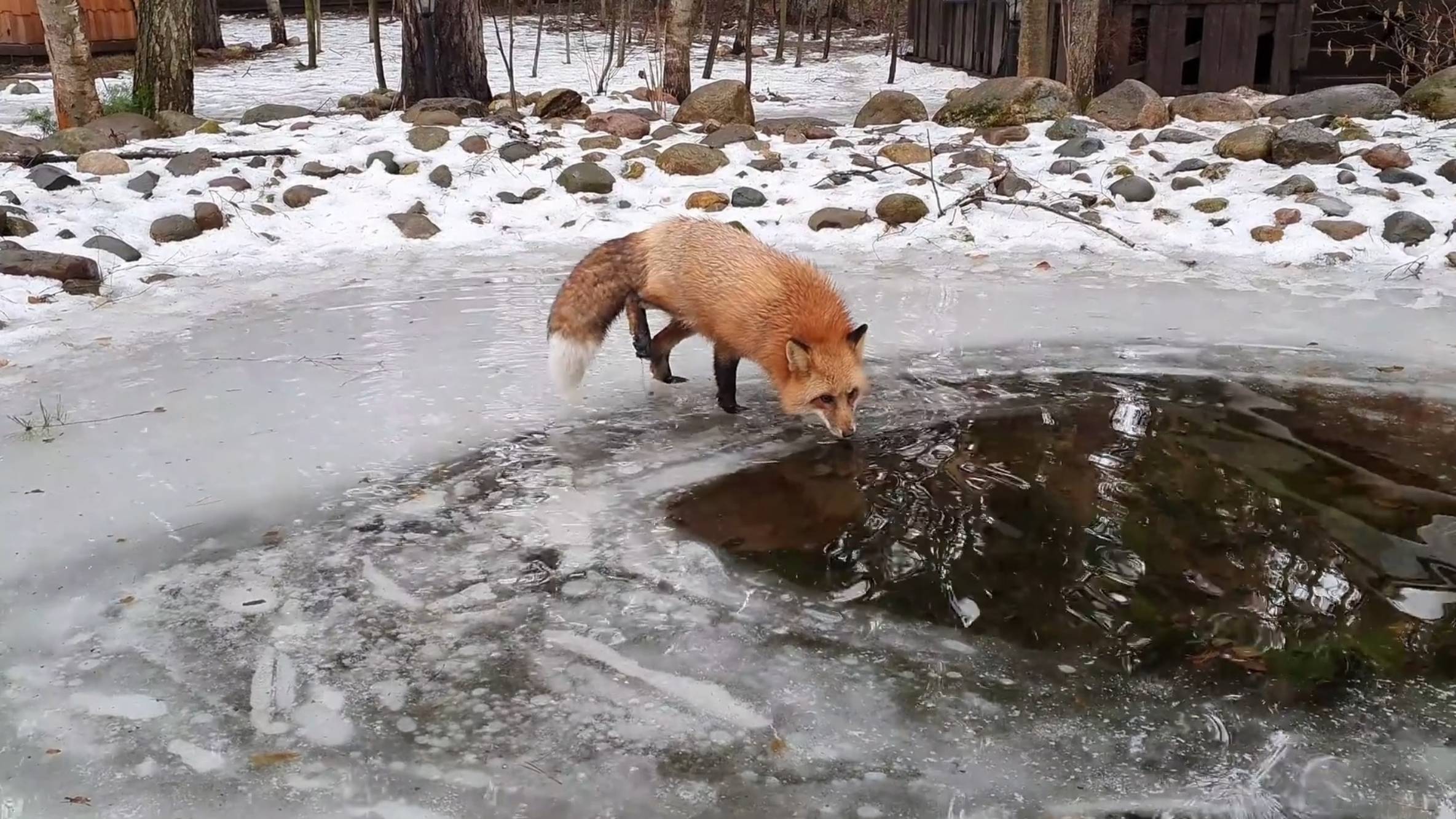 Ли Сяо / Alice the Fox Алиса Лиса (Лисьи танцы на льду) смотреть онлайн