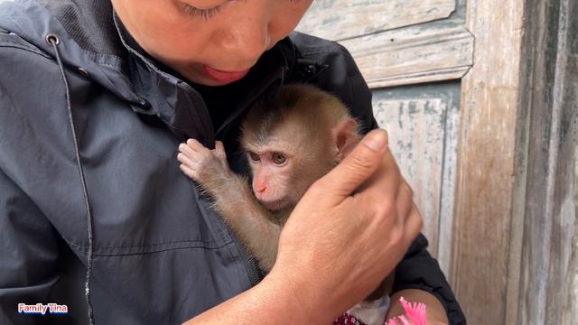 baby monkey Tina is sad because her favorite dress is torn смотреть онлайн