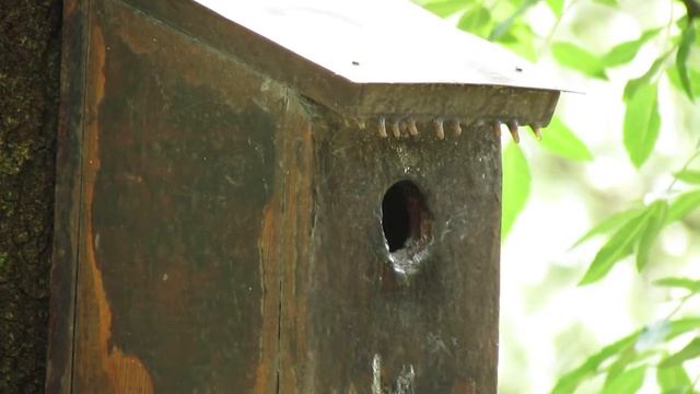 Горихвостка/Common redstart смотреть онлайн