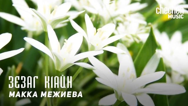 Макка Межиева - Зезаг к1айн смотреть онлайн