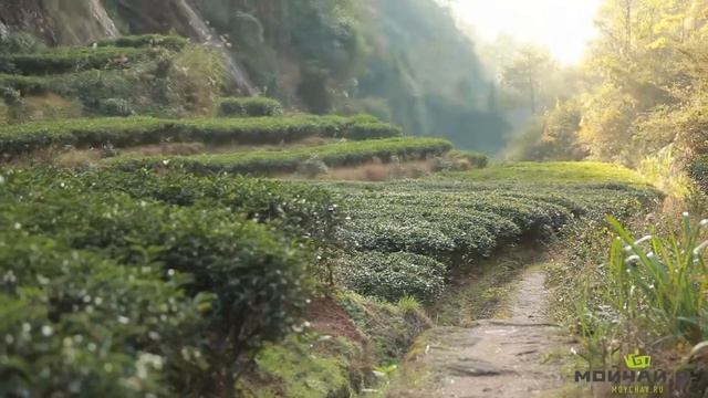 Da Hong Pao and Wuyi rock tea смотреть онлайн