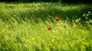 Фильм "НАСЕКОМЫЕ И БОЖЬЯ КОРОВКА - 2" 🤗🐞🥰👍