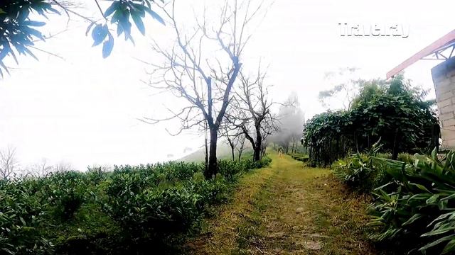Darjeeling Tea Garden | Tea Garden Homestay in Darjeeling | Tea Forest Samabeong | #samabeong смотреть онлайн