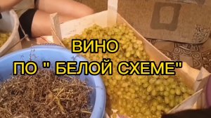 ВИНО ИЗ ВИНОГРАДА ПО "БЕЛОЙ СХЕМЕ".