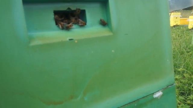 Праздник для любителей ЛИПОВОГО МЁДА смотреть онлайн