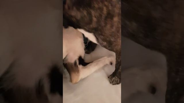Французкий будьдог ЧАК и Пиппи - дружбаны !!! 🐶🤝🏻🐺💖 смотреть онлайн