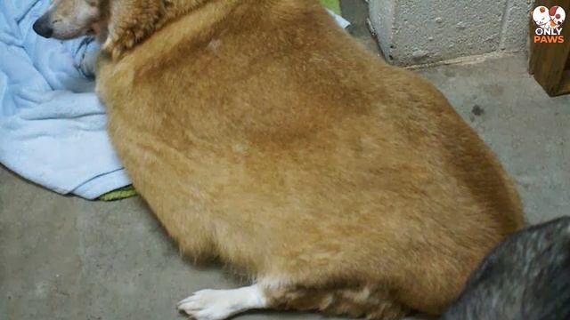 Der Straßenhund wog wie ein Elefant, als er ins Tierheim gebracht wurde смотреть онлайн