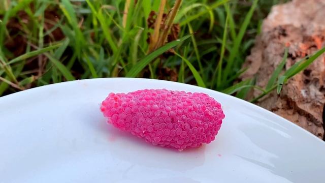 ASMR Crushing snail eggs | Apple snail Eggs ASMR 🐌28 смотреть онлайн