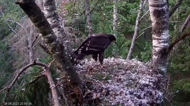 Поздняя еда для орленка. Скоро в первый полет! смотреть онлайн