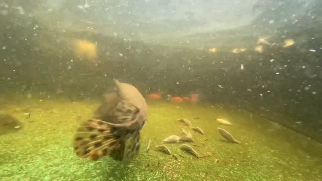 MY MONSTER FISH ARE HUNGRY! (Under Water hidden camera) смотреть онлайн