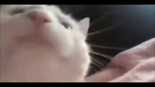 КОТ ИЗ АФРИКИ ПРИЕХАЛ😂 смотреть онлайн