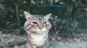 [мемы] кот носок оригинал с музыкой