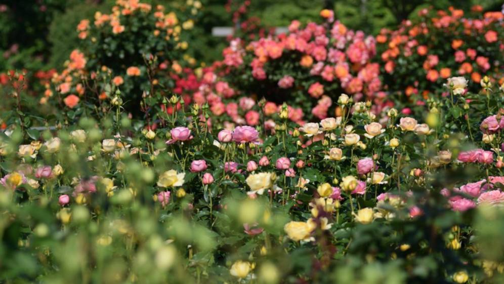 САДЫ ЯПОНИИ Keisei Rose Garden 2024 великолепный розовый сад в столичном районе Токио смотреть онлайн