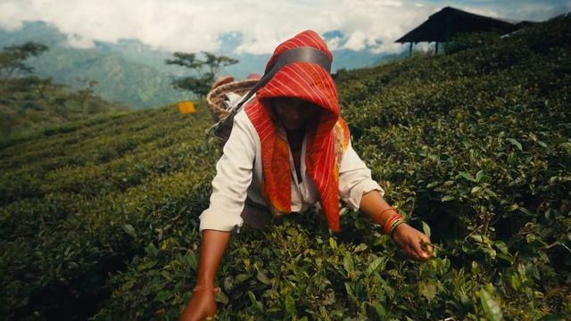 A new morning at the Risheehat Tea Estate смотреть онлайн