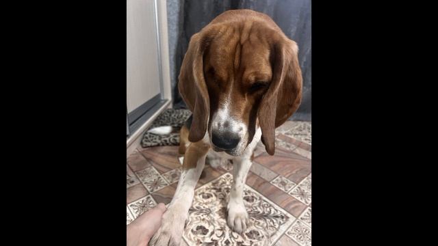 Как проходит фотосессия с Магваем смотреть онлайн