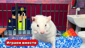 Тюрьма с ловушками для Хомяка 🐹 Видео для детей
