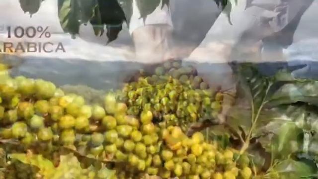 100% Arabica смотреть онлайн