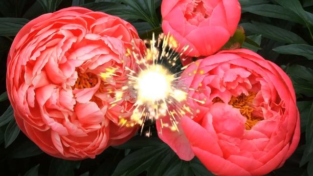 Переходы Искры для Proshow Producer смотреть онлайн