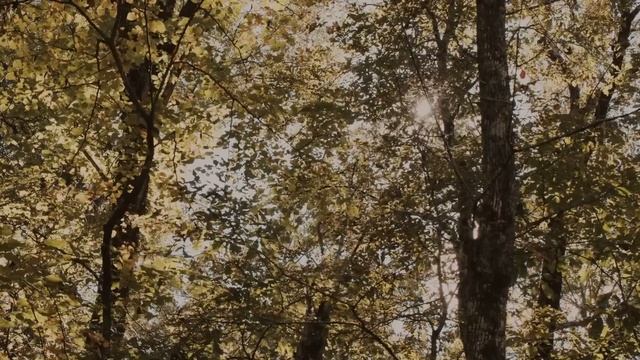 Супруг, по совету свекрови, завёл в тайне от меня отдельную карту и копит там деньги на "случай раз смотреть онлайн