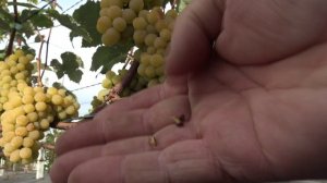 Виноград Бёрлингтон 2024г