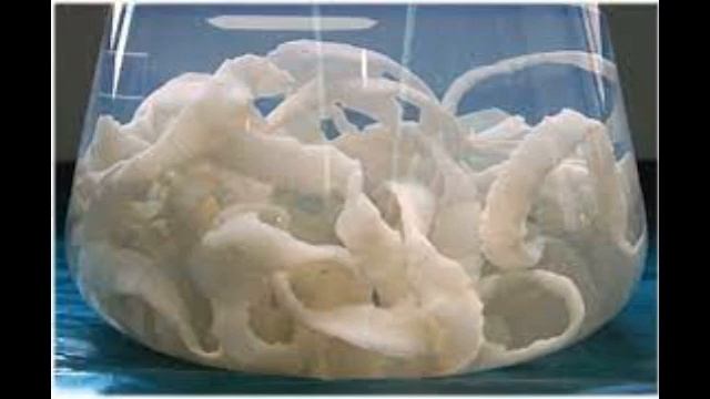 Интересные факты о ленточных червях