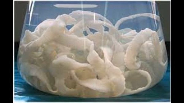 Интересные факты о ленточных червях