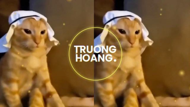 Arabian Cat EDM REMIX!!!!!