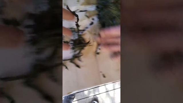 Станок для Иван чая. смотреть онлайн