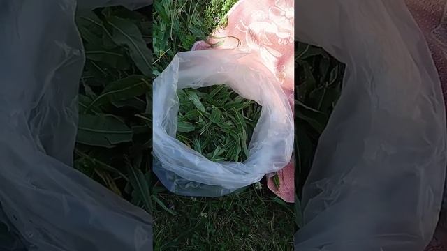 ИВАН-ЧАЙ Заготовка Ферментация. смотреть онлайн