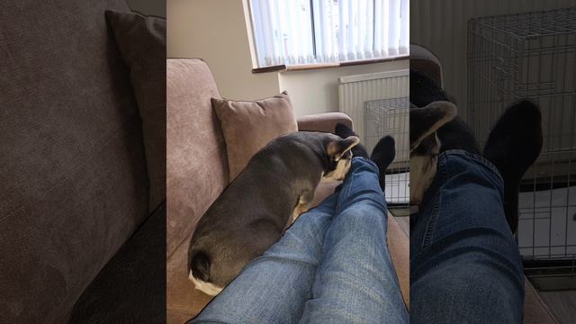 random pics of my lilac and tan french bulldog just turned 6 months old also got his mum and dad br смотреть онлайн
