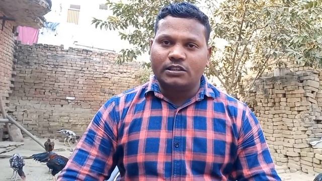 मुर्गियों का लंगड़ापन का इलाज मुर्गे की कमजोर टागो का इलाज,murgiyo me calcium ki Kami #aseelmurga смотреть онлайн