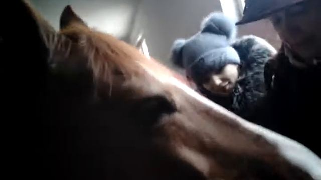Мы на экскурсии и нам показывают коняк смотреть онлайн