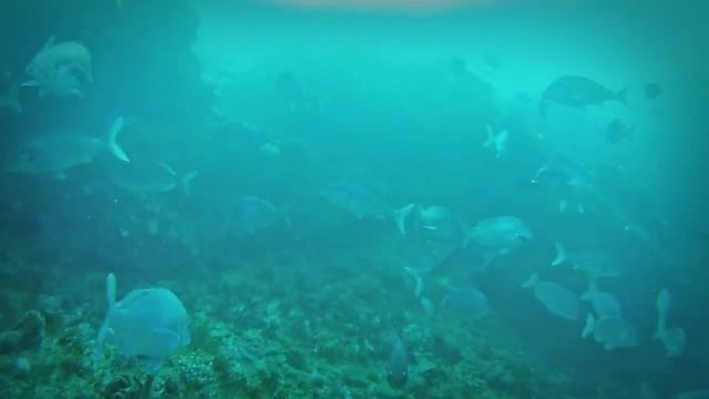 Shark diving weekend Aliwal Shoal - 13 to 16 June смотреть онлайн