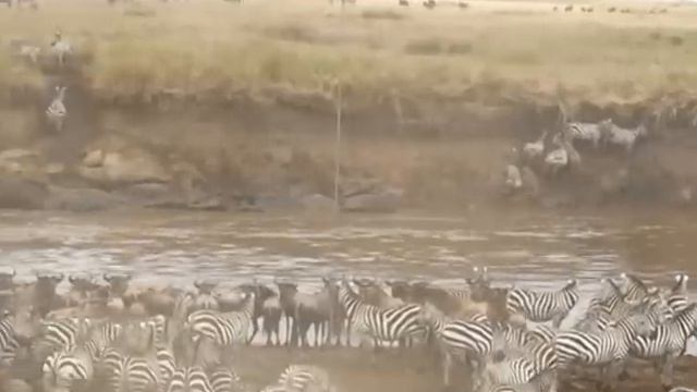 The Great Migration in the Masai Mara смотреть онлайн