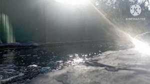 Ловлю форель в своём пруду. С каждым выловом всё больше рыба