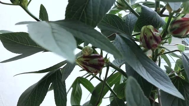 Update Rosella And Brewing Rosella Tea | Harvesting Rosella | Memanen Rosella