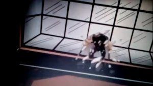 Черепашки ниндзя клип