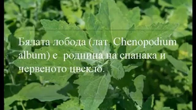 Безплатна лечебна храна, скрита във вашия двор смотреть онлайн
