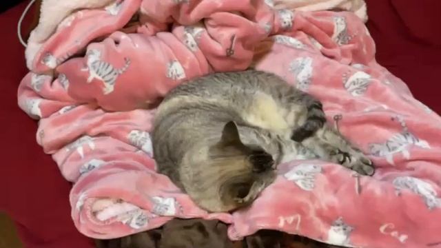 2025年01月12日 明日のためにゆで卵作る(Lv346758331) 大仏 смотреть онлайн