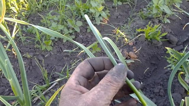когда срывать стрелку на чесноке смотреть онлайн