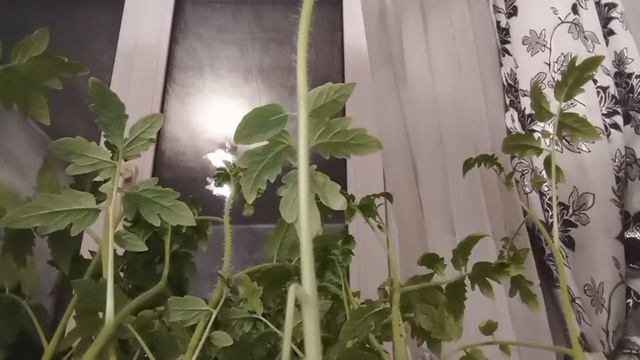 общение чай кофе лимонад смотреть онлайн