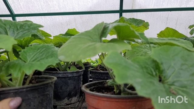 Поликарбонатная теплица в январе .Что растет .