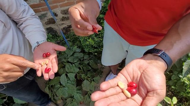 Picking coffee beans at Finca Filadelfia Coffee Farm in Guatemala 🇬🇹 смотреть онлайн