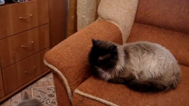 звуки му смотреть онлайн