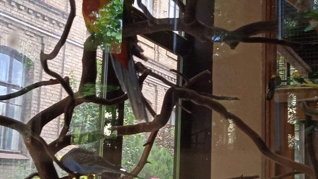 В зимнем саду. Попугайчики.(3) . 🐦🐦🦜🦜 смотреть онлайн