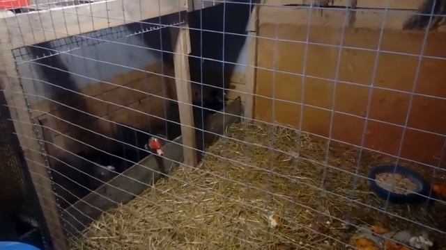 Посадила рассаду перца и помидор. Новости из птичника смотреть онлайн