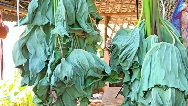 Planting the Gabi and Cooking it to Laing MUST TRY смотреть онлайн